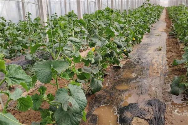 甜瓜反季节怎么种,地下温度达到15-18℃即可播种