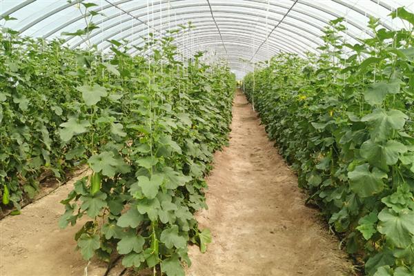 甜瓜反季节怎么种,地下温度达到15-18℃即可播种