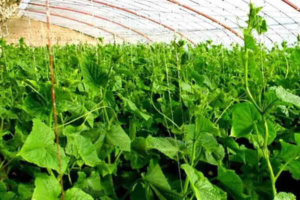 甜瓜反季节怎么种,地下温度达到15-18℃即可播种