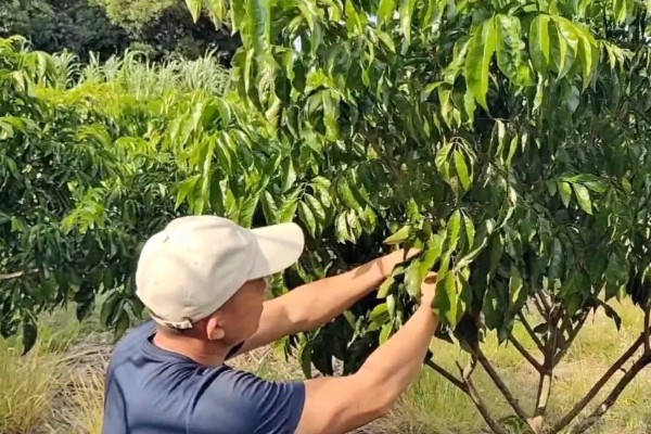 黄皮树的花期管理方法,最重要的工作还是追肥