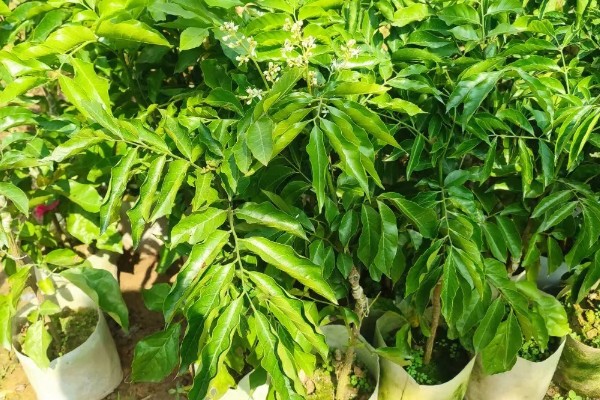 黄皮树的花期管理方法,最重要的工作还是追肥