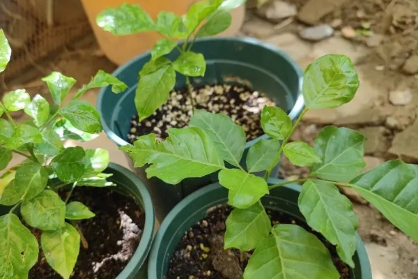 黄皮树的花期管理方法,最重要的工作还是追肥