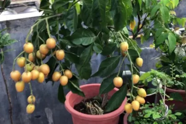 黄皮树的花期管理方法,最重要的工作还是追肥