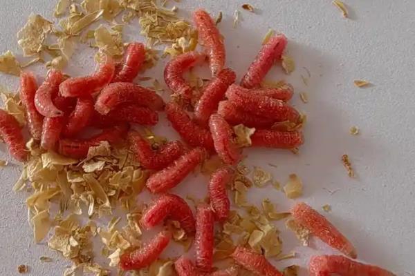 钓鲫鱼用哪种钩，袖钩是首选钩型