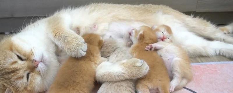 犬猫乳房炎的症状，急性乳房炎会出现乳房潮红、肿胀等问题