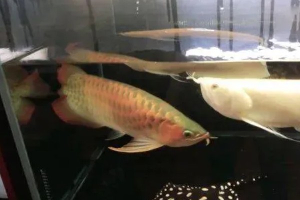 龙鱼受惊的原因,鱼缸附近经常有人出入会让它受到惊吓