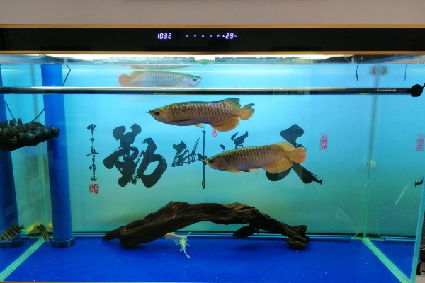 龙鱼受惊的原因,鱼缸附近经常有人出入会让它受到惊吓