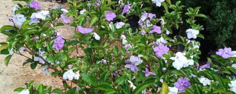 盆栽茉莉花怎么养殖,温度要控制在20℃以上