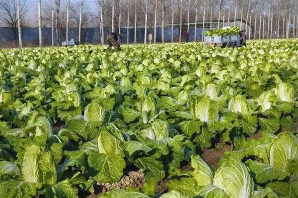 大白菜后期管理方法，结球前每隔7-10天浇一次水