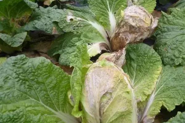 大白菜后期管理方法，结球前每隔7-10天浇一次水