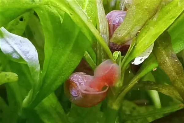 苹果螺的食物,喜欢吃藻类