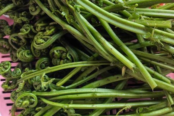 哪些野菜和荠菜相似,常见蕨菜、马齿苋等品种