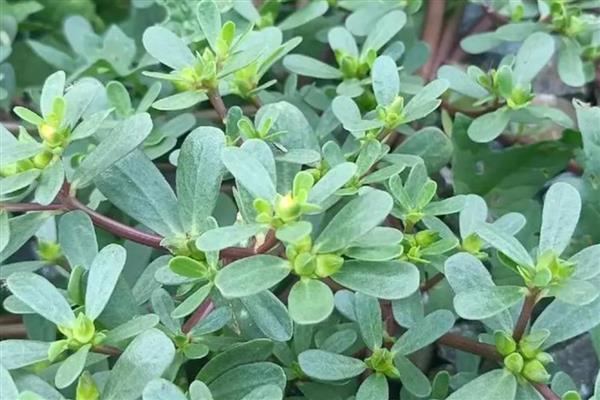 哪些野菜和荠菜相似,常见蕨菜、马齿苋等品种