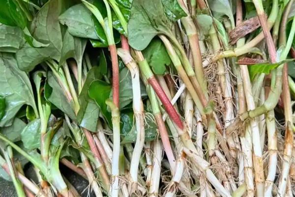 哪些野菜和荠菜相似,常见蕨菜、马齿苋等品种