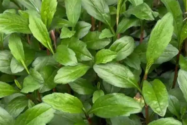 哪些野菜和荠菜相似,常见蕨菜、马齿苋等品种