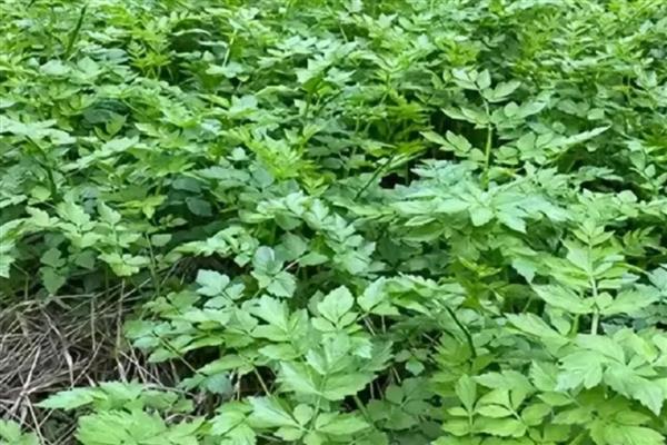 哪些野菜和荠菜相似,常见蕨菜、马齿苋等品种