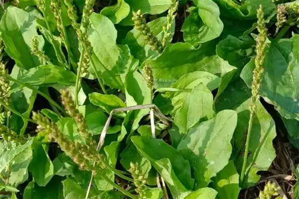 哪些野菜和荠菜相似,常见蕨菜、马齿苋等品种