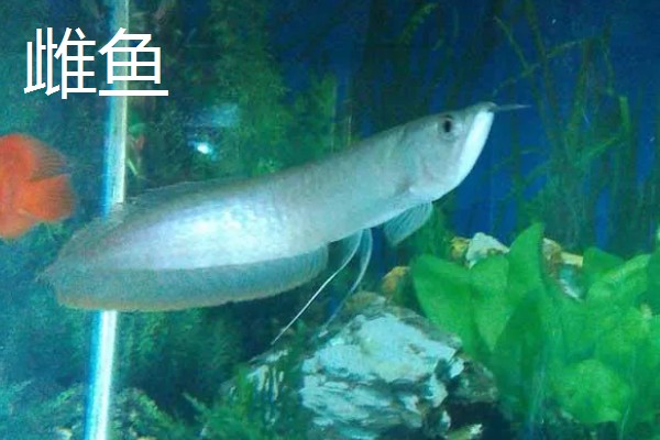 银龙鱼区分公母的方法,雄鱼的头部明显大于雌鱼