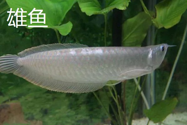 银龙鱼区分公母的方法,雄鱼的头部明显大于雌鱼