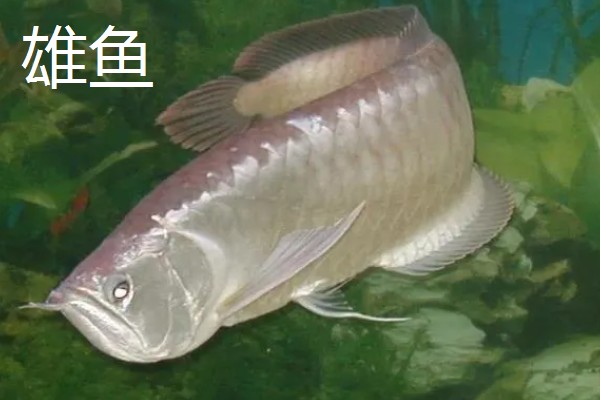 银龙鱼区分公母的方法,雄鱼的头部明显大于雌鱼
