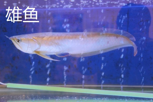 银龙鱼区分公母的方法,雄鱼的头部明显大于雌鱼