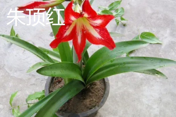 11月份有什么代表性的花卉,常见长春花、兰花等品种