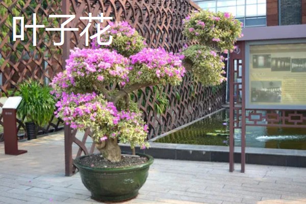 11月份有什么代表性的花卉,常见长春花、兰花等品种