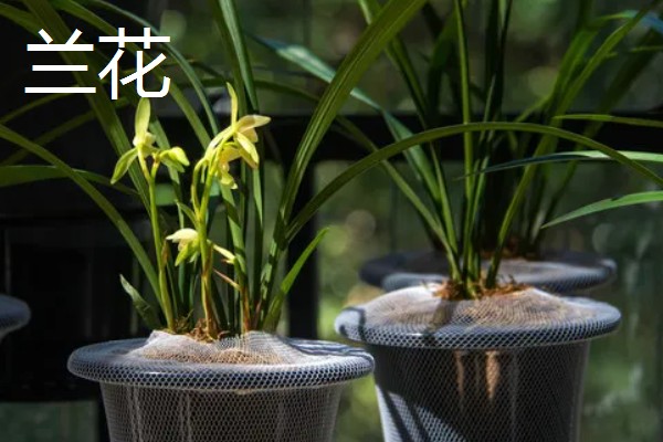 11月份有什么代表性的花卉,常见长春花、兰花等品种