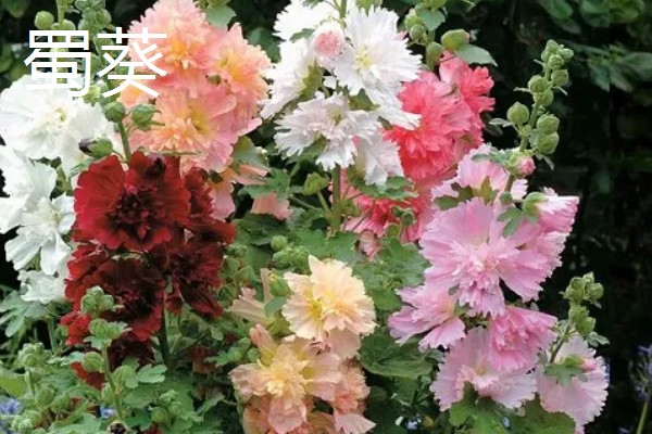 11月份有什么代表性的花卉,常见长春花、兰花等品种