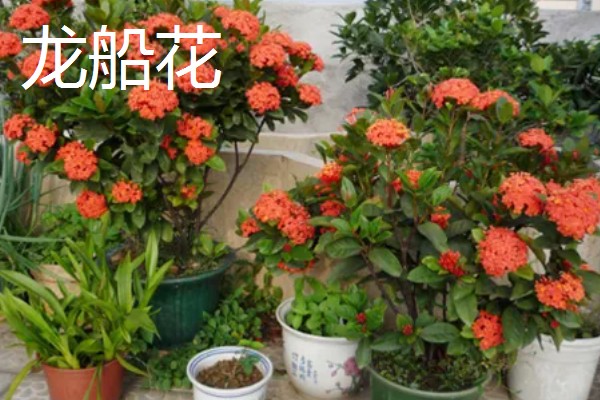 11月份有什么代表性的花卉,常见长春花、兰花等品种