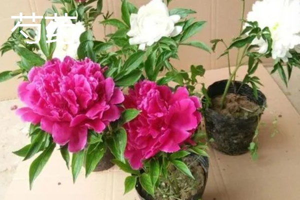 11月份有什么代表性的花卉,常见长春花、兰花等品种
