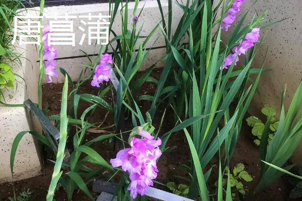 11月份有什么代表性的花卉,常见长春花、兰花等品种