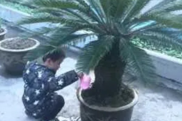铁树有没有毒,种子和树心具有一定毒性
