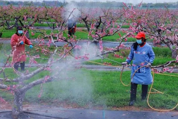 新型尿素有什么类型,分为大颗粒尿素、包衣尿素等品种