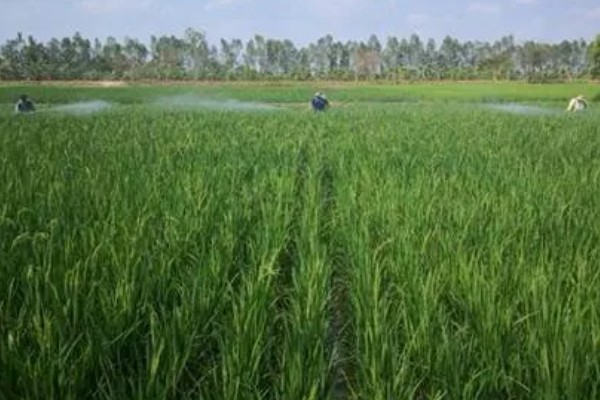 新型尿素有什么类型,分为大颗粒尿素、包衣尿素等品种