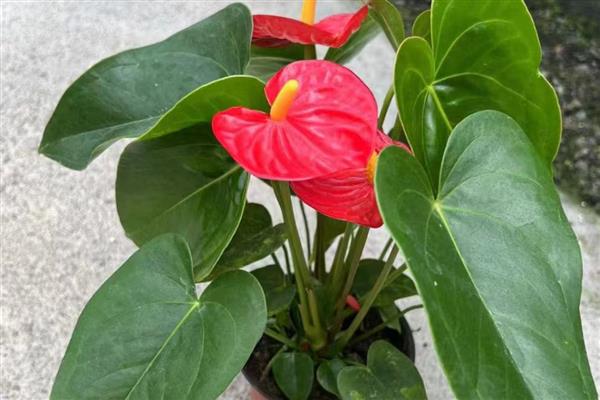 红掌花怎么养殖,每隔2天浇一次水