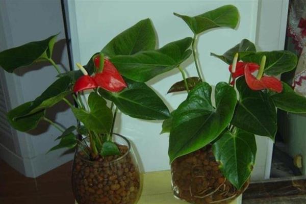 红掌花怎么养殖,每隔2天浇一次水
