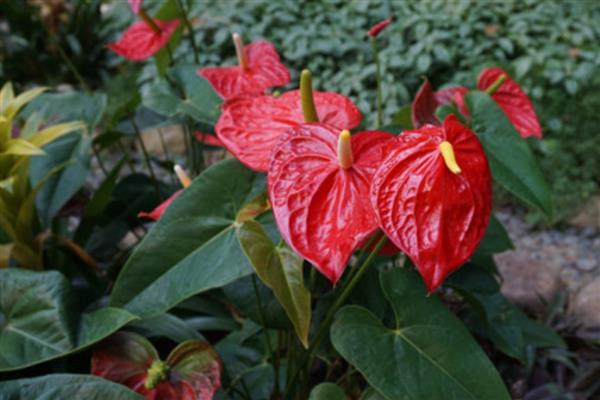 红掌花怎么养殖,每隔2天浇一次水