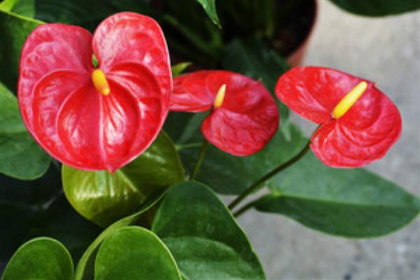 红掌花怎么养殖,每隔2天浇一次水