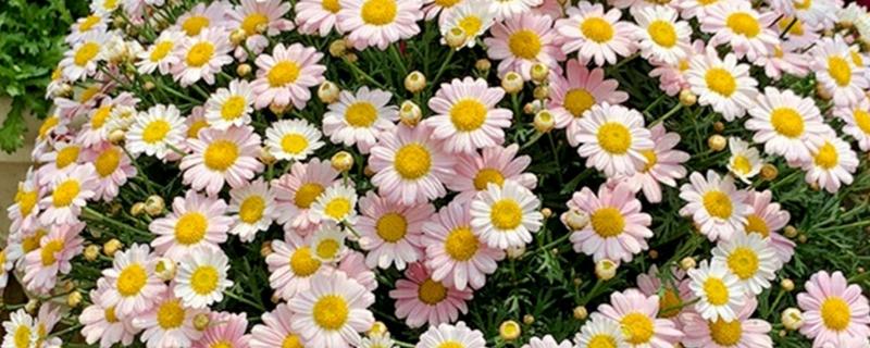 玛格丽特的开花时间,一般是10月份至次年5月份