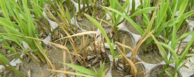 怎么防治水稻立枯病,喷洒恶霉灵等药物有防效