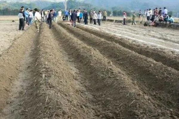 远志怎么种植,每亩用种量为3-4公斤
