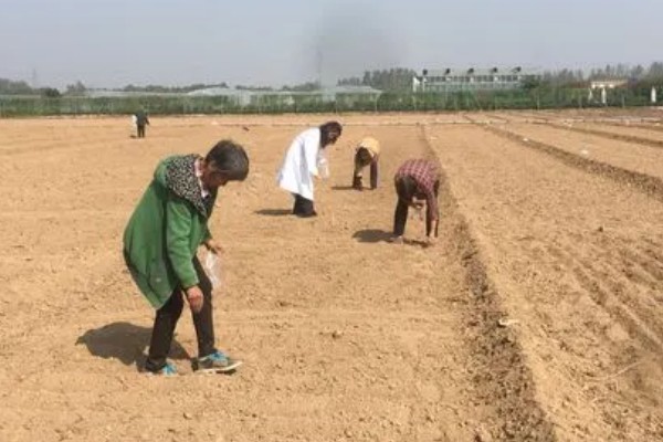 远志怎么种植,每亩用种量为3-4公斤