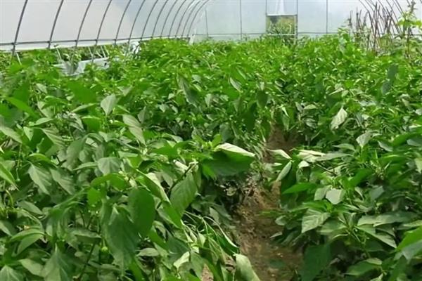 越冬辣椒预防僵果的方法,长出2-4片真叶时要分苗