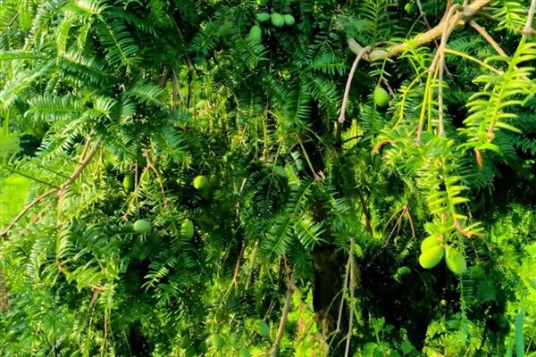 香榧树的种植方法，树苗之间的距离保持在4米以上