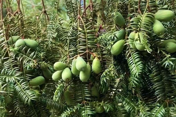 香榧树的种植方法，树苗之间的距离保持在4米以上