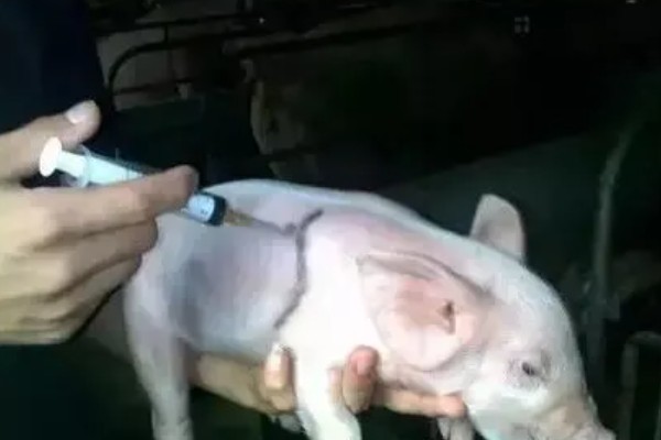 提高仔猪成活率的方法,先吃母乳可以增强免疫力