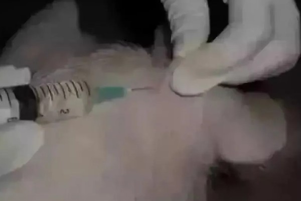 提高仔猪成活率的方法,先吃母乳可以增强免疫力
