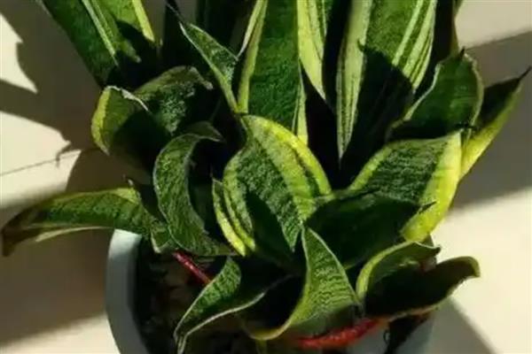 虎皮兰盆栽的养护方法,生长旺季每个月追肥1-2次