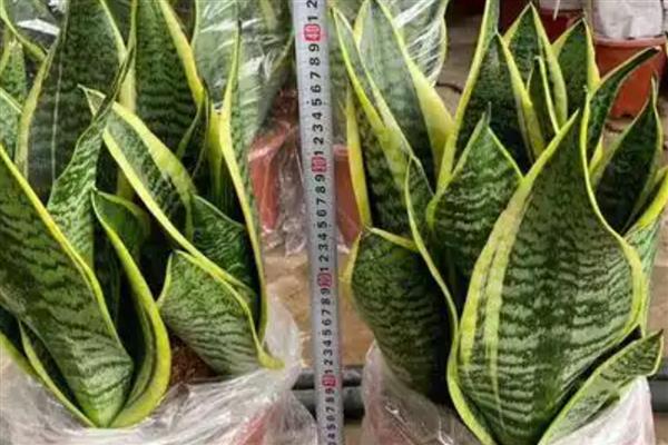 虎皮兰盆栽的养护方法,生长旺季每个月追肥1-2次